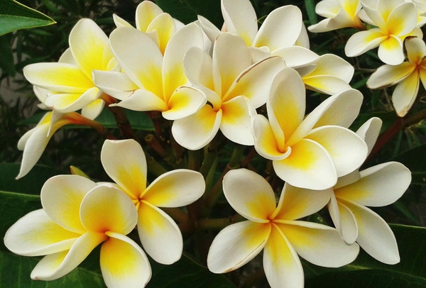 frangipani-oil-dat-nhat.jpg