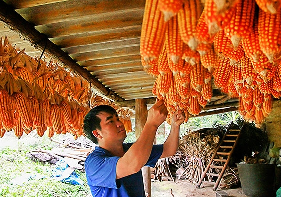 loại ngô vàng dùng trong nấu rượu ngô bản phố