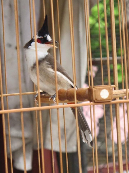 Hội Quán chim Chào mào La Khê - Hà Đông - Hà Nội