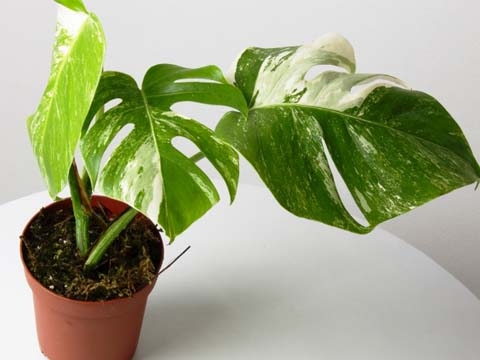 Cây Trầu Bà Lỗ Đột Biến - Cây Monstera-Adansonii-Variegata Cây Trầu Bà Lỗ Đột Biến - Cây Monstera-Adansonii-Variegata