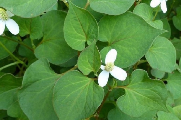 dieu-tri-mun-an-tai-nha