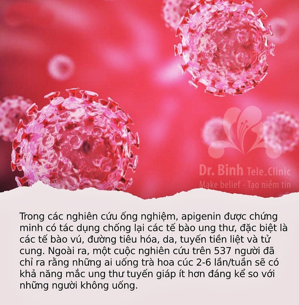 trà-hoa-cúc-chống-ung-thư