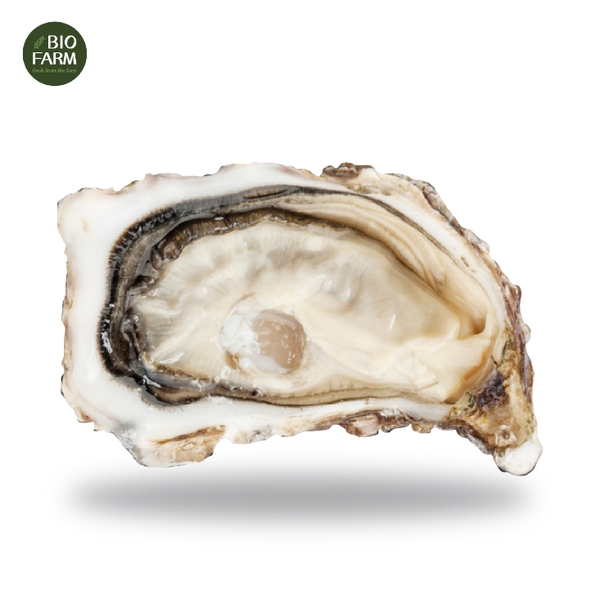 Hàu Pháp tươi - Fine N2 24 pc Oysters Brittany