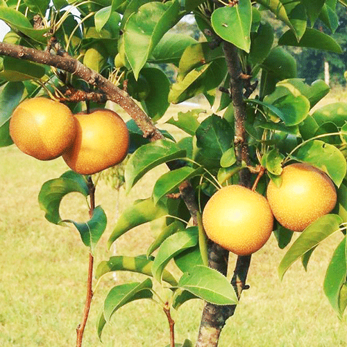 Lê ATAGO Nhật Bản
