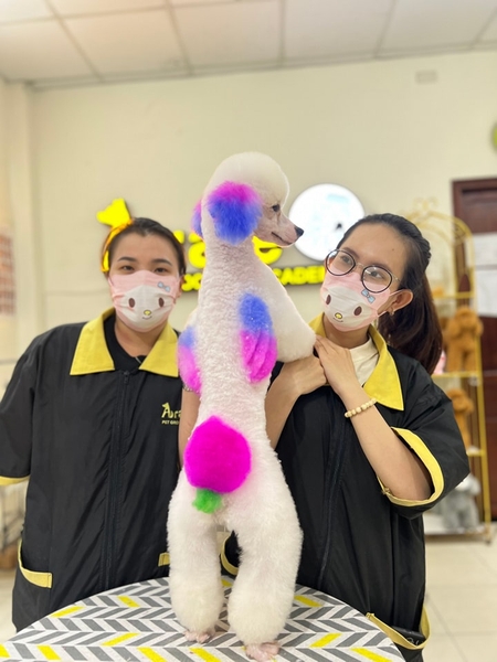 🌈🌈BUỔI HỌC SẮC MÀU- THỰC HÀNH NHUỘM VÀ TẠO HÌNH TRÊN CHÓ POODLE 🐩🐩