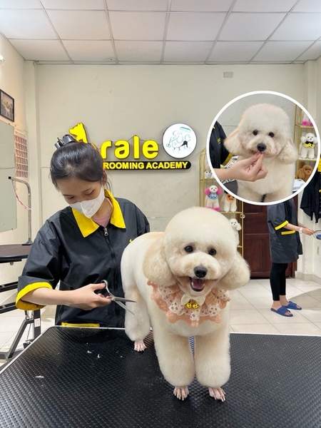 ✂️HỌC VIÊN THỰC HÀNH TRÊN CHÓ THẬT MỖI NGÀY TẠI ARALE🐩🐩🐩