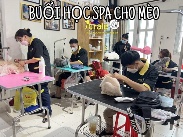 🐈🐈🐈 BUỔI HỌC SPA CHO MÈO TẠI ARALE PET GROOMING ACADEMY 🐈🐈🐈🐈