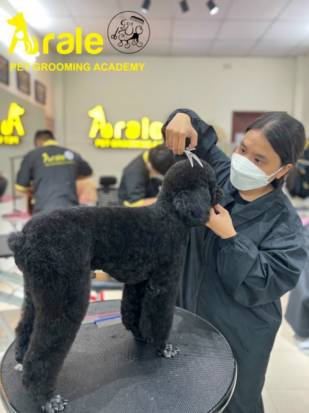 👉 KẾT QUẢ HỌC VIÊN THỰC HÀNH TRÊN CHÓ THẬT SAU GẦN 1 THÁNG HỌC ARALE PET GROOMING ACADEMY