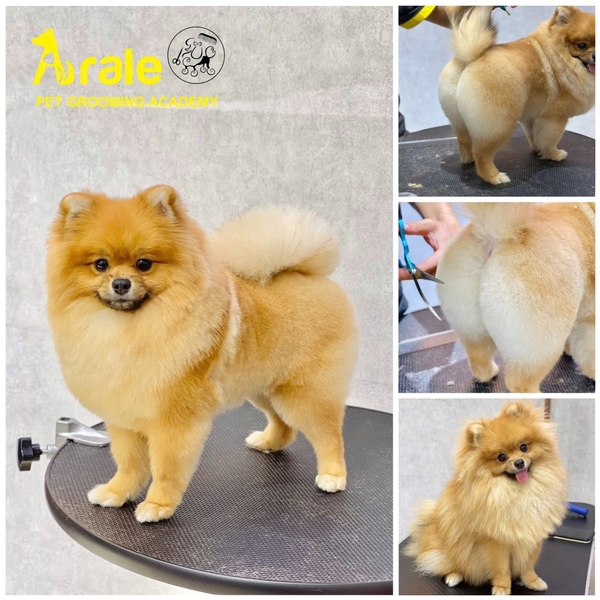 ARALE PET GROOMING - ĐỊA CHỈ TẮM CẮT TỈA LÔNG CHÓ MÈO GIÁ TỐT - UY TÍN TẠI GÒ VẤP