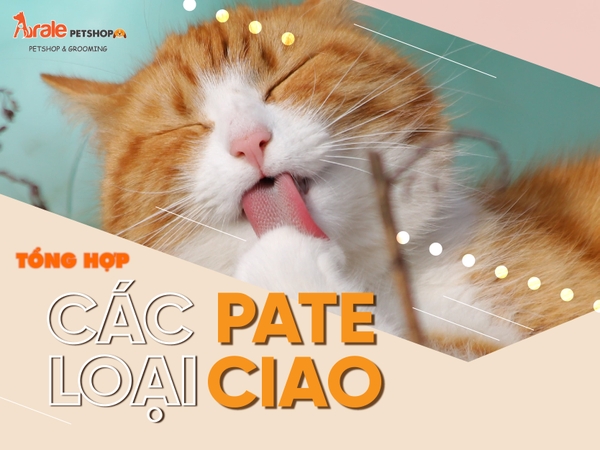 TỔNG HỢP CÁC LOẠI PATE CIAO GIÁ HẠT DẺ MÀ BẠN NÊN SẮM CHO MÈO YÊU