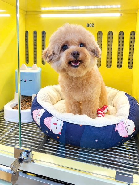 PET HOTEL - DỊCH VỤ TRÔNG GIỮ CHÓ
