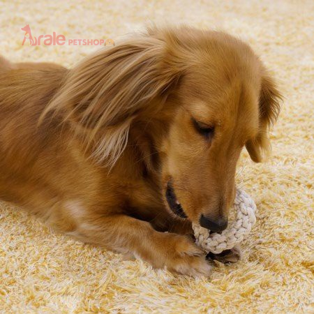 VÒNG COTTON DOGGYMAN CHÓ CƯNG