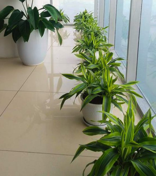 Chọn Mua Cây Đại Tứ Lan - Niềm vui cho sức khỏe gia đình