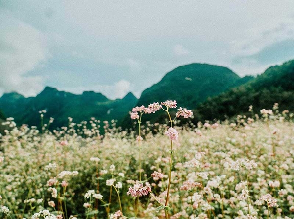 Chia sẻ bí quyết săn ảnh đẹp hoa Tam Giác Mạch Hà Giang