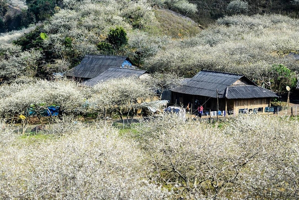 Top 6 địa điểm checkin hoa mận Mộc Châu siêu hot