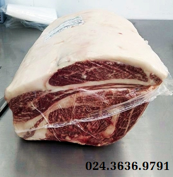 THĂN LƯNG A4 - RIBLION A4