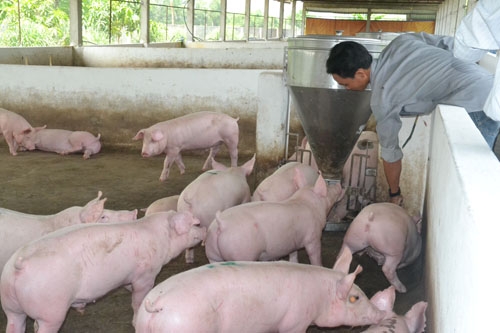 Cho lợn ăn bao nhiêu là hợp lý để chăn nuôi hiệu quả nhất