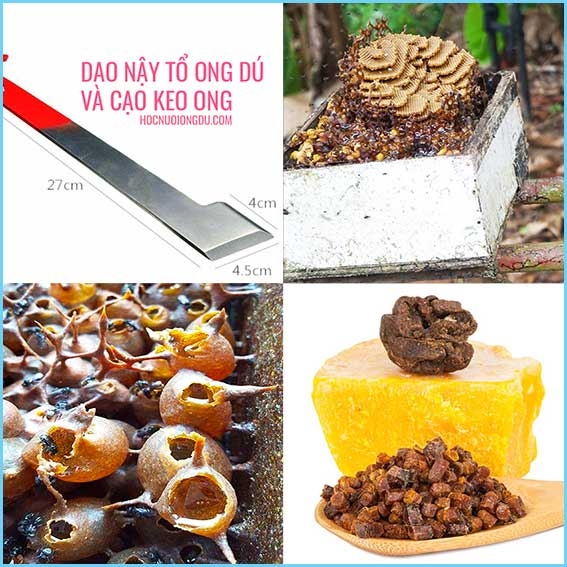 Bán Ong dú Giống [Siêu Chuẩn], Giá Ong Dú Tốt Nhất Tại Việt Nam