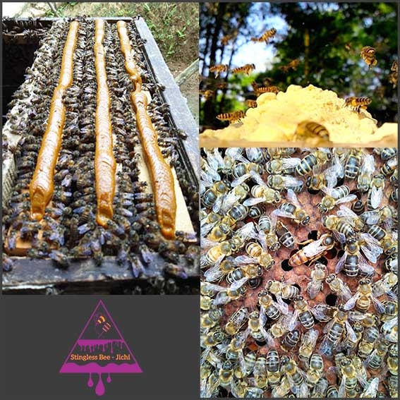Bán Ong Giống, 5 Địa Chỉ Bán Ong Mật Giống Toàn Quốc