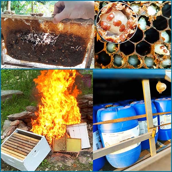 Cách chữa bệnh thối ấu trùng ong mật, các bệnh thường gặp ở ong