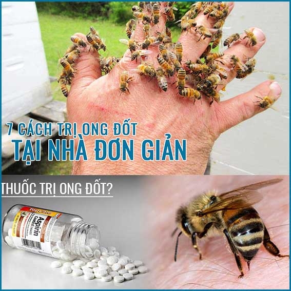 Ong Đốt Bị Sưng Phải Làm Sao? 7 Cách Chữa Ong Đốt Tại Nhà