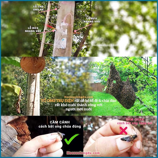 Cách bắt ong chúa & bắt ong mật về nuôi GIỎI HƠN vua ong