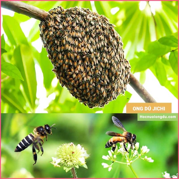 >LỤM NGAY< cách bắt ong ruồi và ong khoái không bị đốt