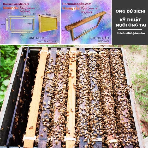 Khung Cầu Ong Mật [Kích Thước Và Ứng Dụng Trong Nghề Ong]