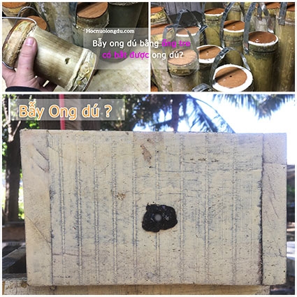 Bắt ong dú, mách bạn 3 cách làm tổ bẫy ong dễ thành công