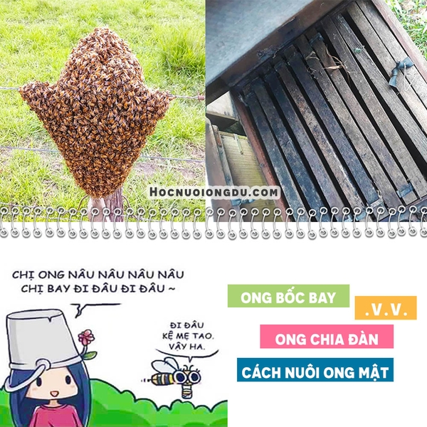 » Cách nuôi ong mật, xử lý ong chia đàn, ong bốc bay .v.v