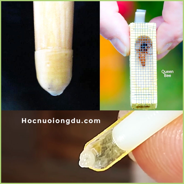 3 cách tạo con ong chúa ở các loại ong, làm mũ ong chúa siêu dễ