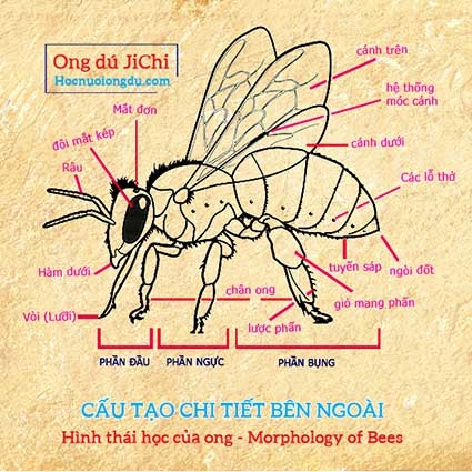 12 bộ phận cấu tạo bên ngoài của con ong
