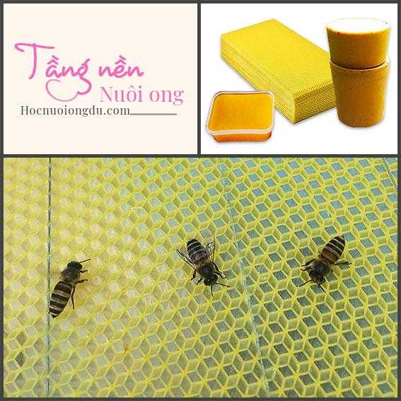 Mua Tầng Nền Ong Hay Tự Làm Sẽ Tốt Nhất [Cẩm Nang Nghề Ong]
