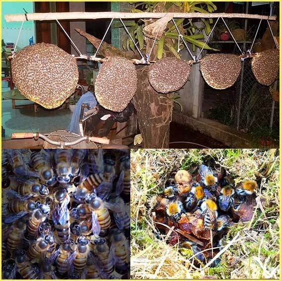 Giá 8 Giống Ong Hiện Nay, Mua Ong Giống Ở Đâu Tốt Nhất ?