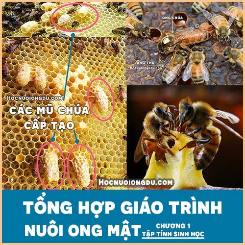[TỔNG HỢP] giáo trình kỹ thuật nuôi ong mật, tập tính của ong