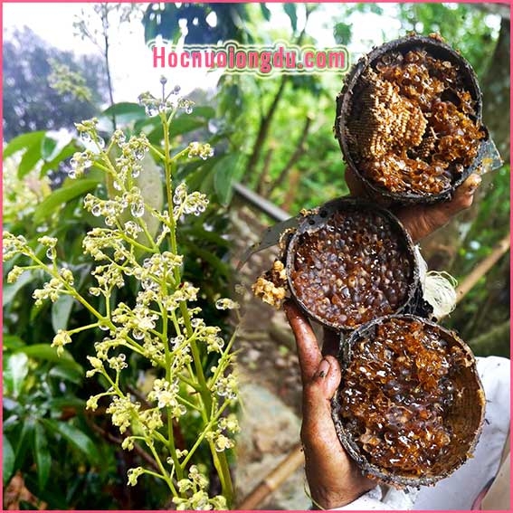 Giải Ngố Về Mật Ong Dú, Ong dú Tạo Ra Mật Bằng Cách Nào ?