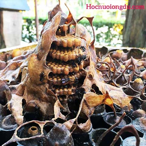 Nghề nuôi ong dú và 15 khái niệm cần phải biết