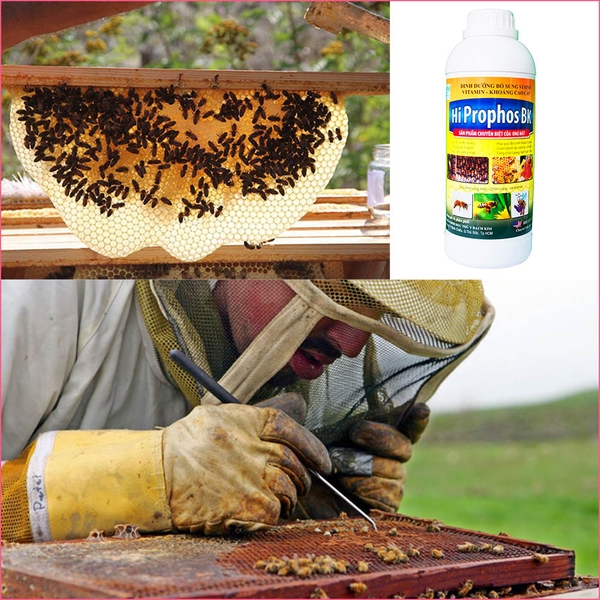 Kỹ thuật nuôi ong, BẬT MÍ cách nuôi ong mật tại nhà hiệu quả