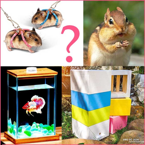 Nuôi con gì dễ nhất? bán thú cưng độc [SIÊU dễ nuôi]