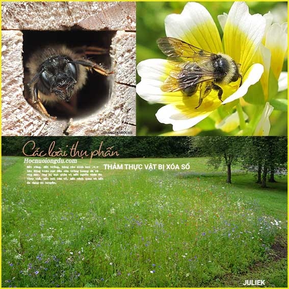 Các Loài Thụ Phấn Tự Nhiên Mất Môi Trường Sống [CÓ/KHÔNG?]