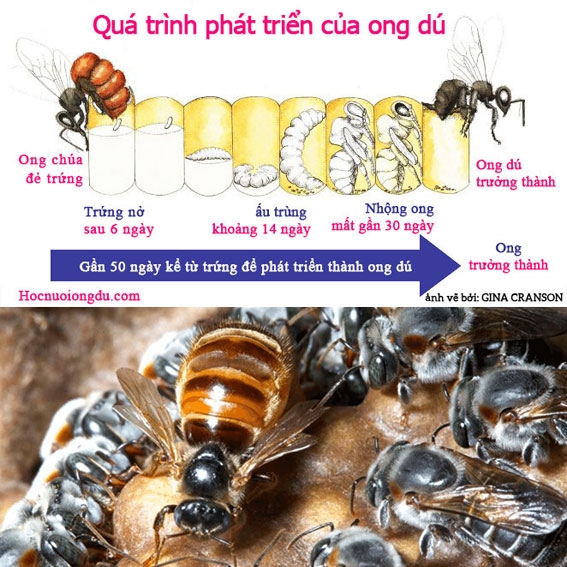 Sau duc than buom hai cham  Tram BVTV huyen Vinh Hung