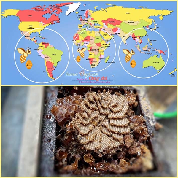 Loài Ong dú Sống Ở Đâu? Sự Phân Bố Ong Dú Trên Thế Giới