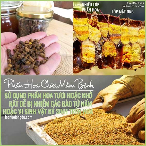 Phấn Ong Khác Với Phấn Hoa Ong Thế Nào? [Bee Bread & Pollen]