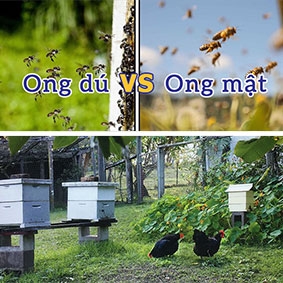 Nuôi ong mật hay ong dú 17 điểm so sánh chuẩn khỏi chỉnh