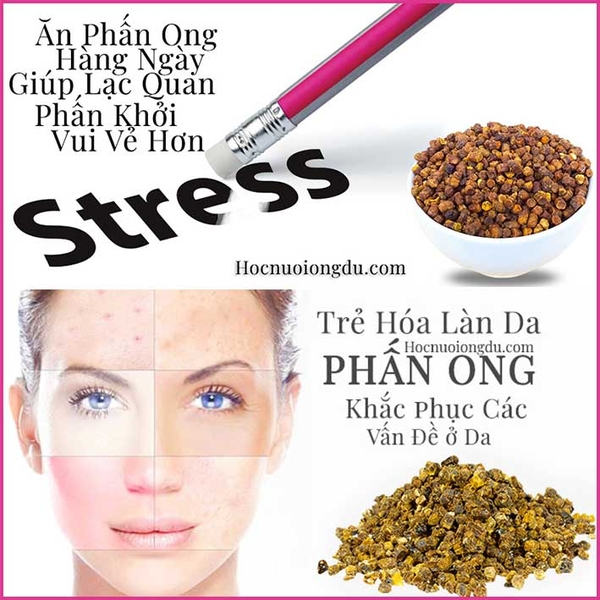 5 Tác Dụng Phấn Hoa Ong Dú Với Phụ Nữ Giúp Bạn Hồi Xuân