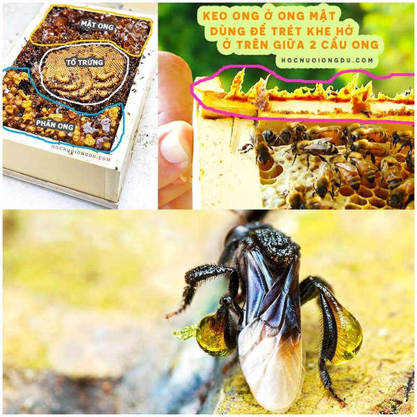 [Tài liệu nuôi ong dú] Cấu trúc trong tổ ong dú có gì đặc biệt