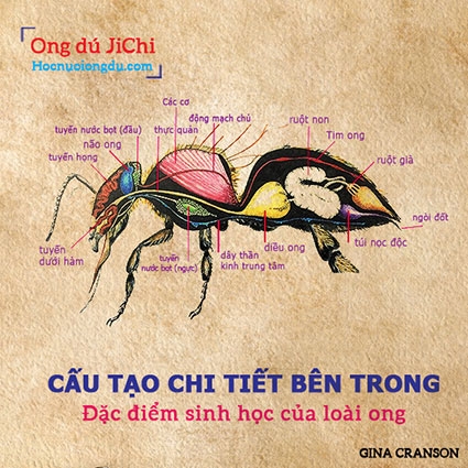Đặc điểm sinh học của loài ong - [Phần 2: Các bộ phận bên trong]
