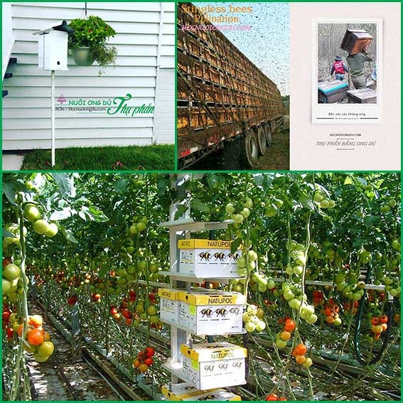 Nuôi Ong Dú Thụ Phấn Trong Nhà Kính, 9 ƯU ĐIỂM Của Ong Dú