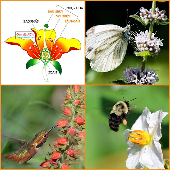 【Thụ Phấn Là Gì】Những Điều 1 Nhà Vườn Cần Phải Biết