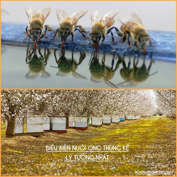 [VẬT TƯ NGHỀ ONG] - Ong Giống, Thùng Nuôi Ong, Ong Dú